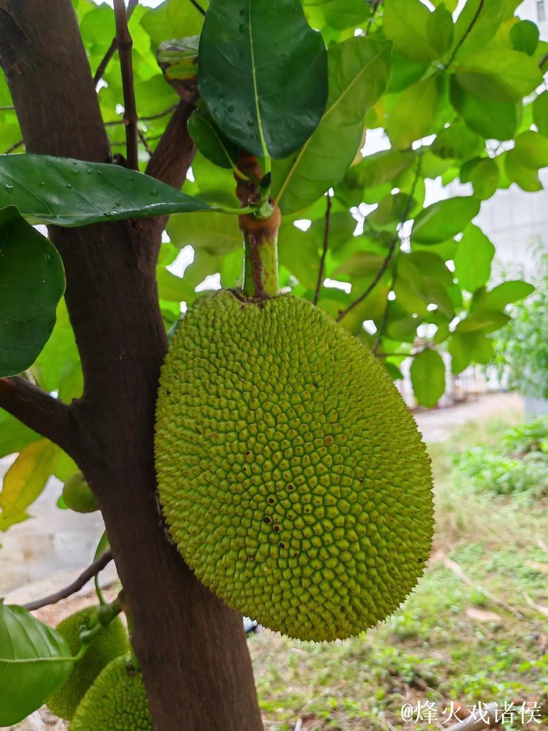 菠萝蜜视频网站入口